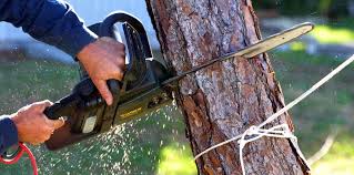 Lewisburg, TN  Tree Services Company